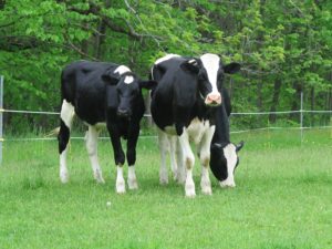 Dean Lane bnb is a working farm with cows