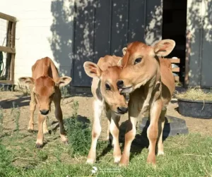 Farm Sanctuary